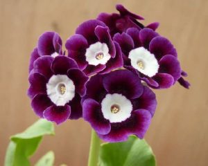 Primula auricula 'Kingfisher'