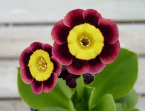 Primula auricula 'Subliminal'