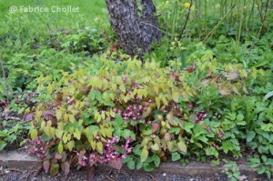 Epimedium x rubrum 01 
