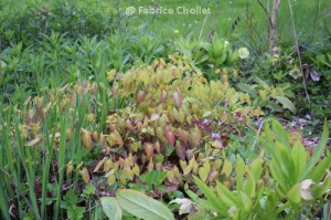 Epimedium x rubrum 02 