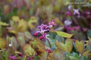 Epimedium x rubrum 03 