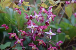 Epimedium x rubrum 04 