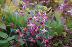 Epimedium x rubrum 05 