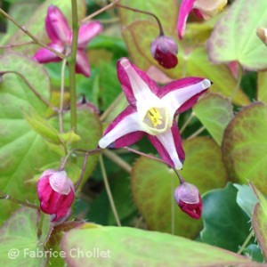 Epimedium x rubrum 07 