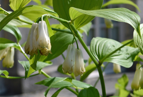 Disporum_sessile_macro2