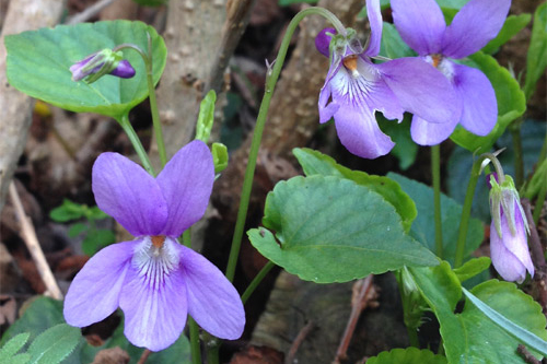 Violette odorante, Viola odorata – Plantes-ombre.fr