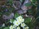 Viola odorata et Primula vulgaris
