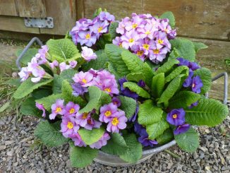 Primula acaulis 'Purple Cascade'