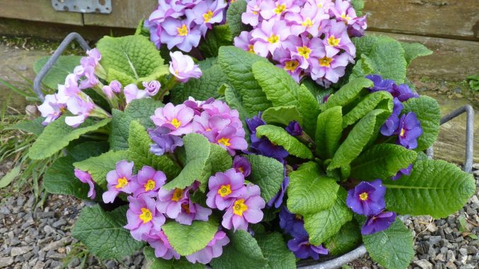Primula acaulis 'Purple Cascade' Primula acaulis 'Purple Cascade'