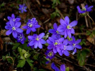Hepatica nobilis