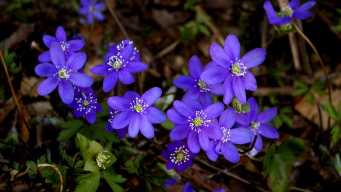 Hepatica nobilis Hepatica nobilis
