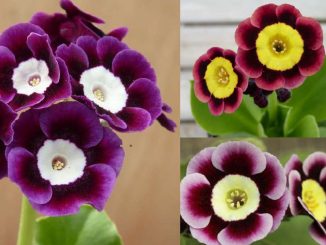 Barnhaven-Primroses. Primula auricula, nouveautés 2025.