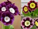 Barnhaven-Primroses. Primula auricula, nouveautés 2025.