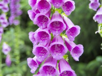 Digitalis purpurea
