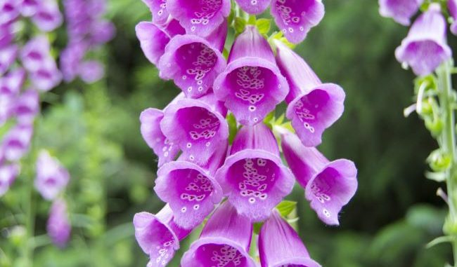 Digitalis purpurea Digitalis purpurea