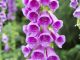 Digitalis purpurea